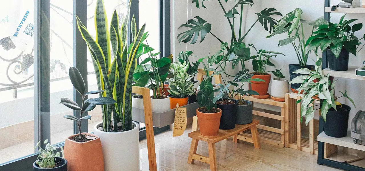 9 pokojových rostlin, které se skvěle hodí do vašeho bytu