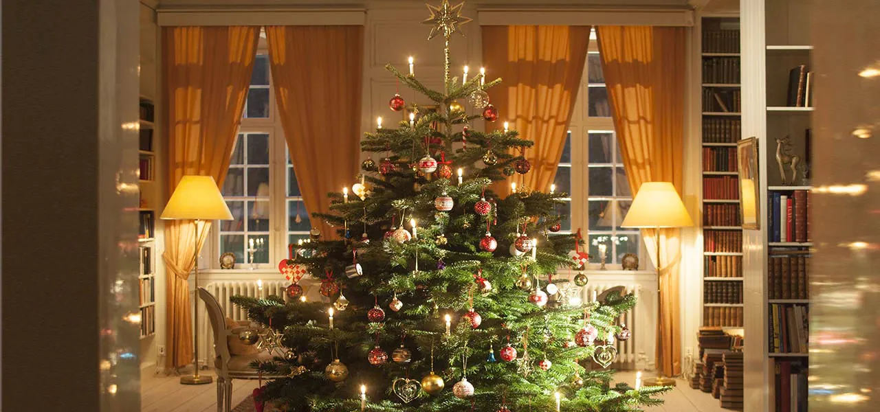 Jak doma pečovat o vánoční stromek – ve stojanu i v květináči