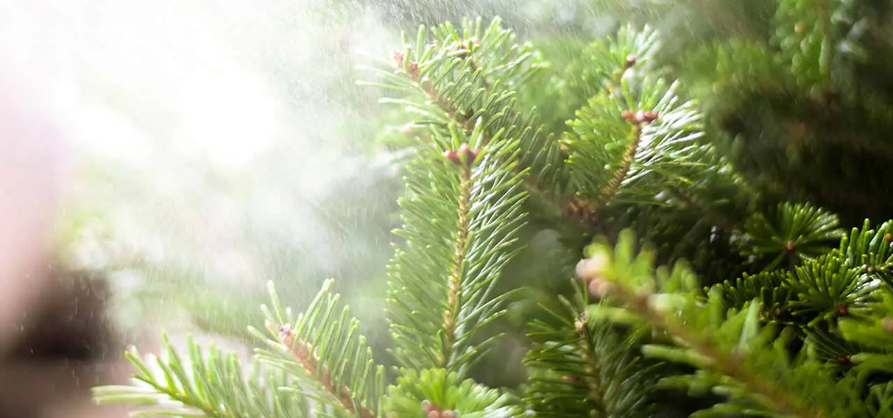 Jak pečovat o řezaný stromek a jak s ním naložit po Vánocích?