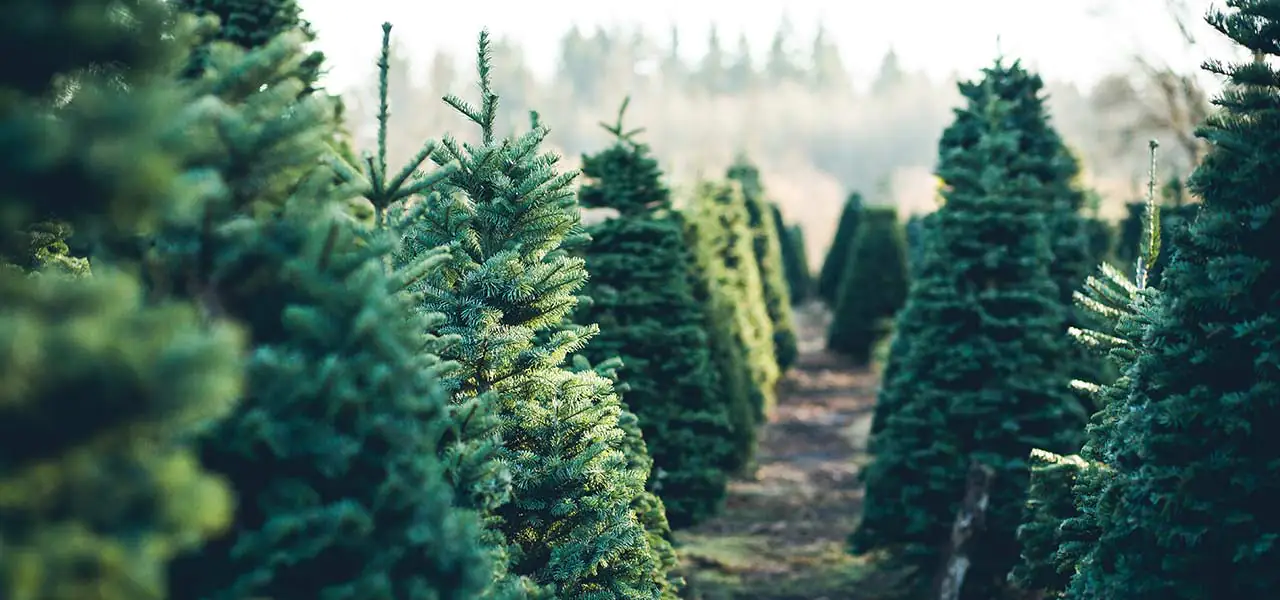 Jak poznat kvalitní vánoční stromek a vybrat ten pravý?