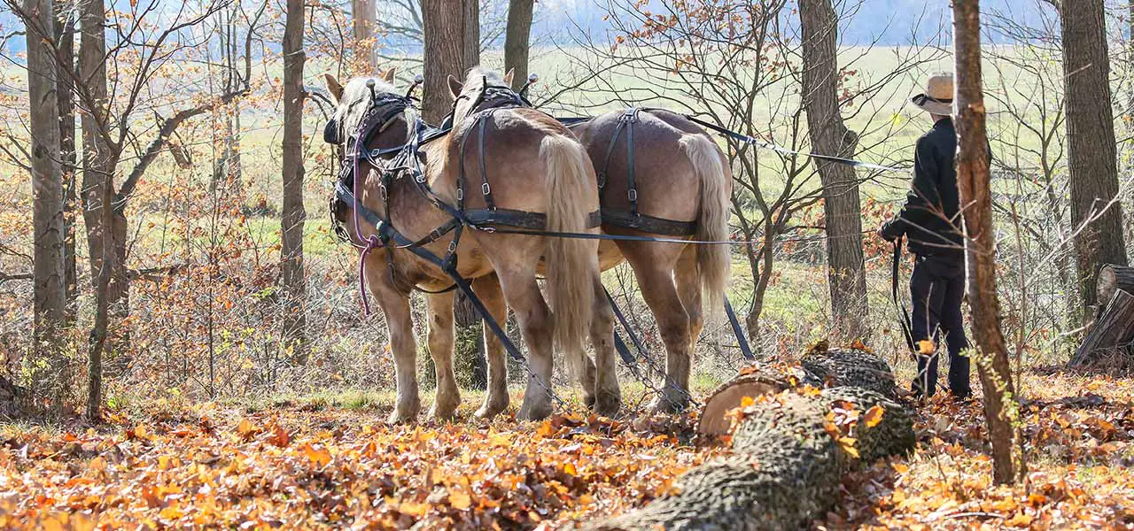 Koně jsou při práci v lese nenahraditelní