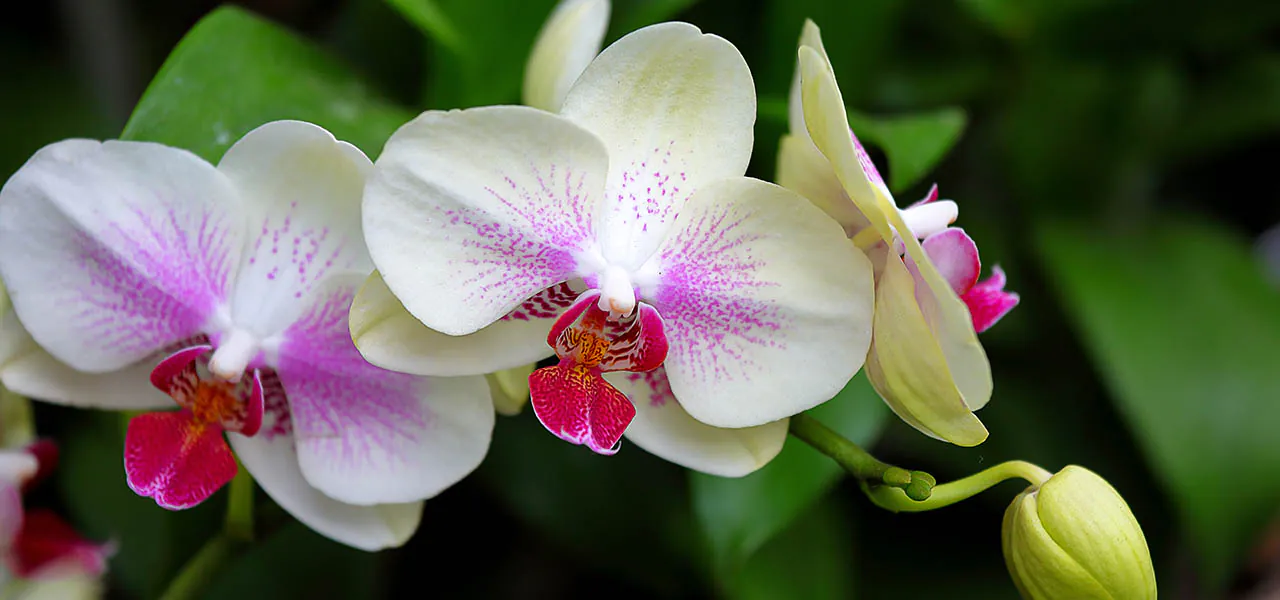 Pestrobarevné orchideje – zázrak přírody