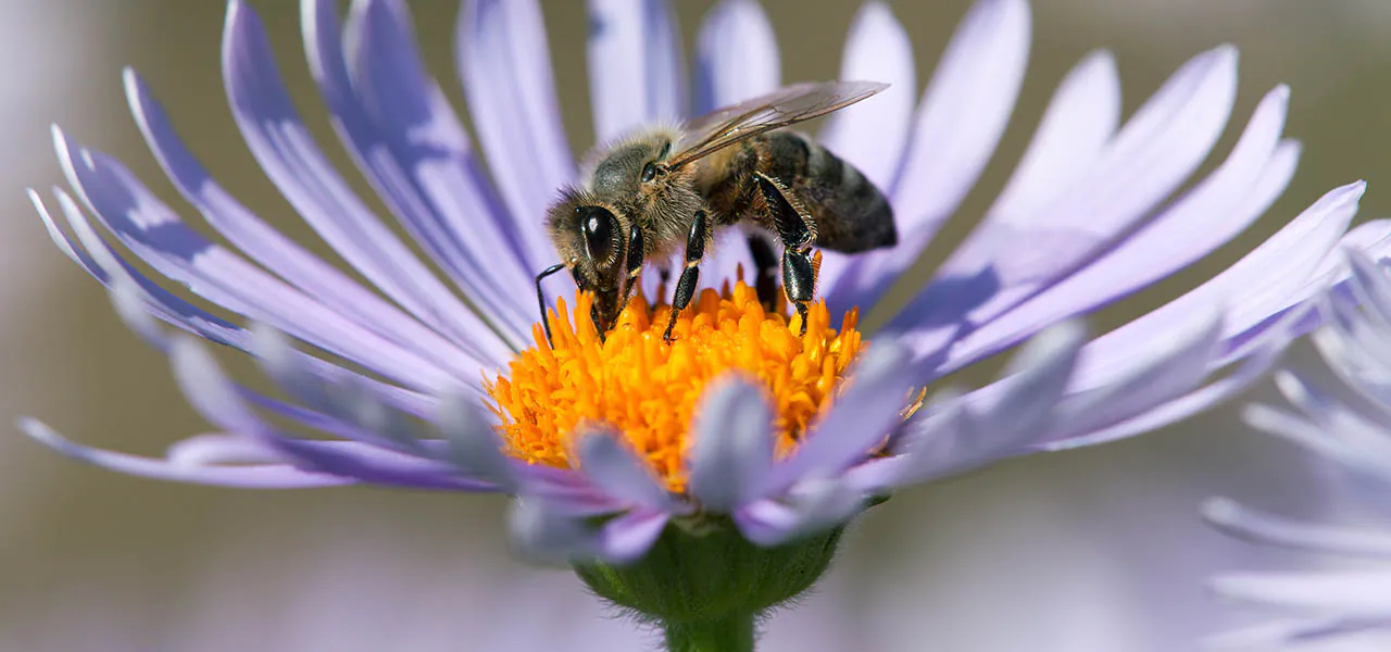 Proč jsou včely tak důležité a co je ohrožuje