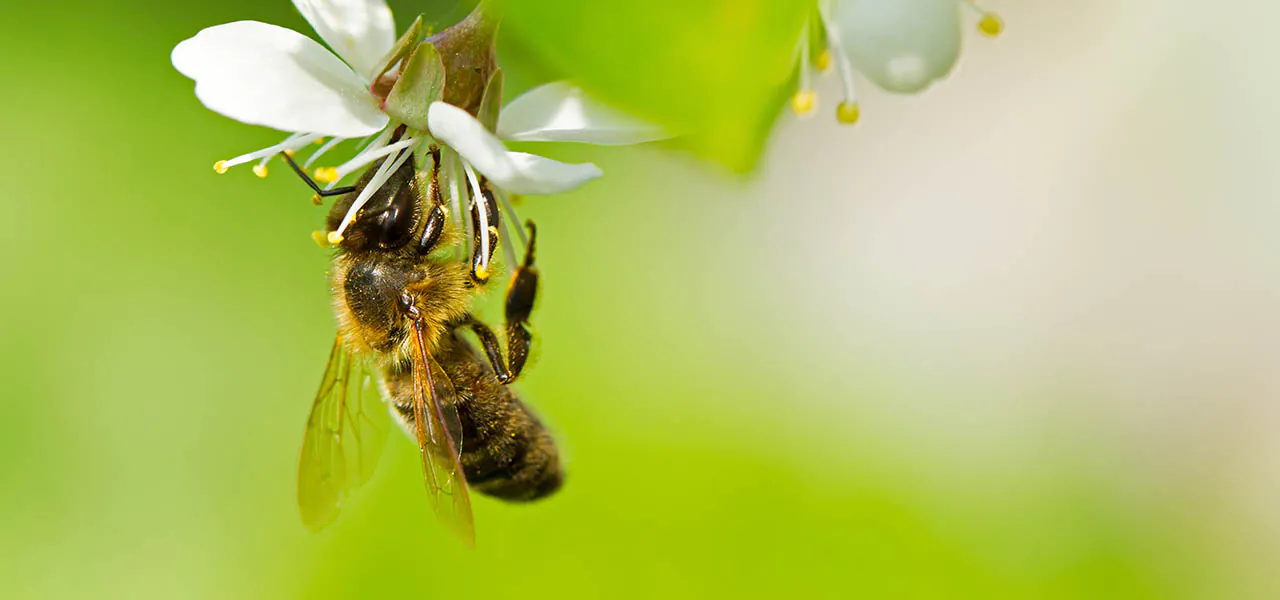 Proměňte svoji zahradu v ráj pro včelky