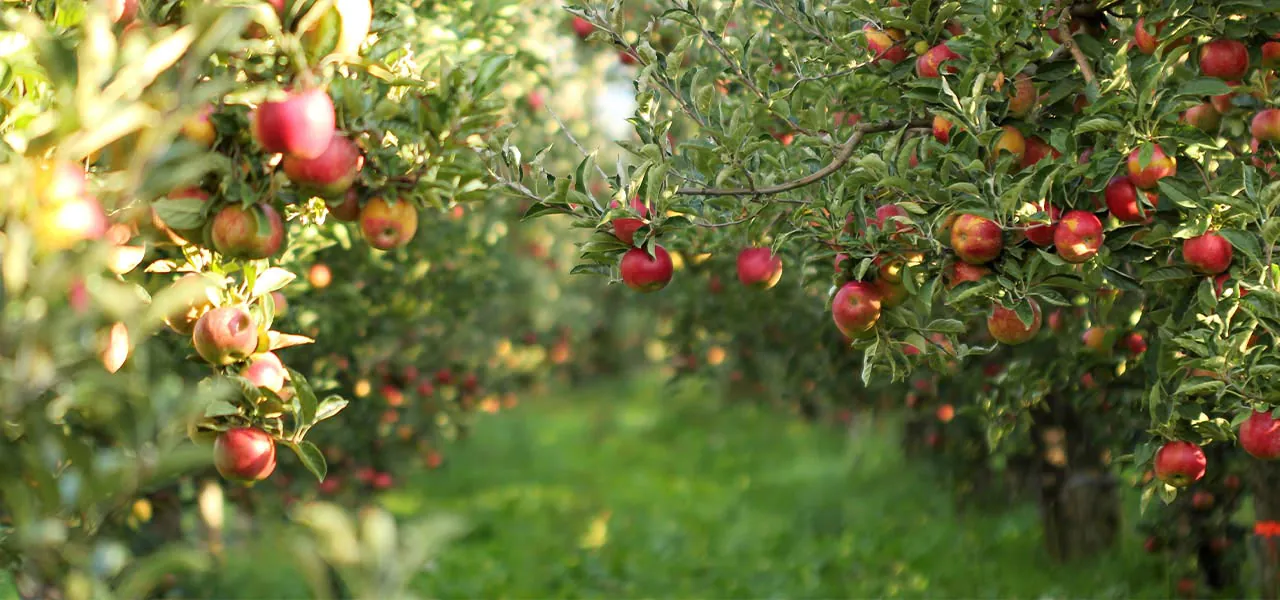 Správný řez ovocných stromů a keřů