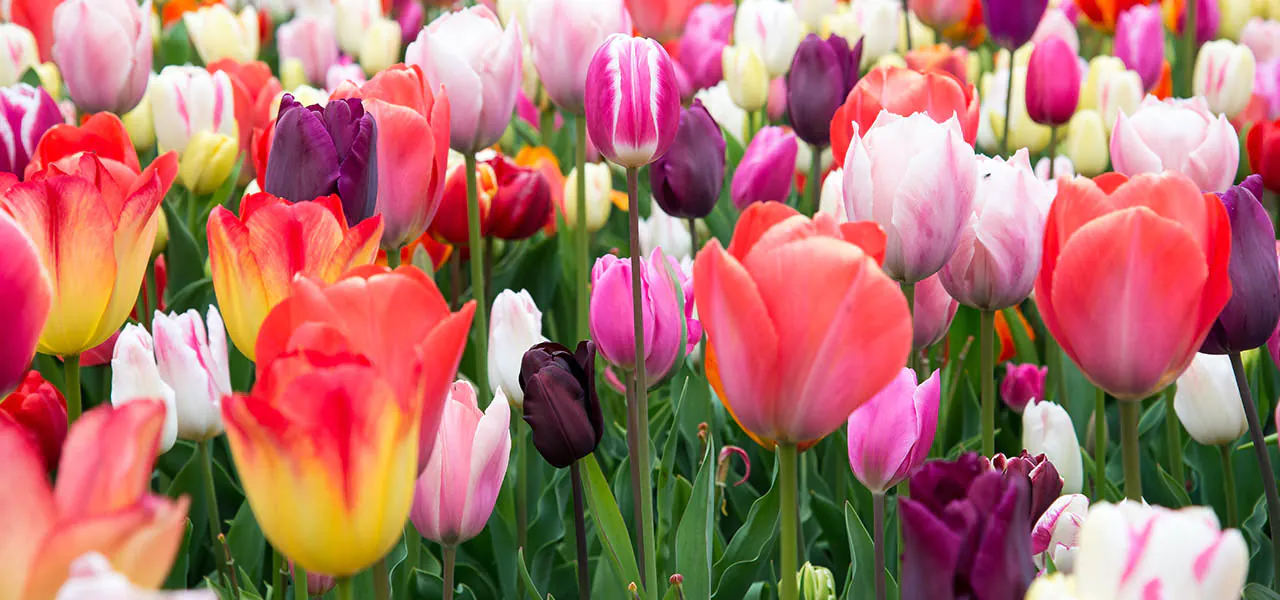 Tulipány – pestrobarevní poslové jara