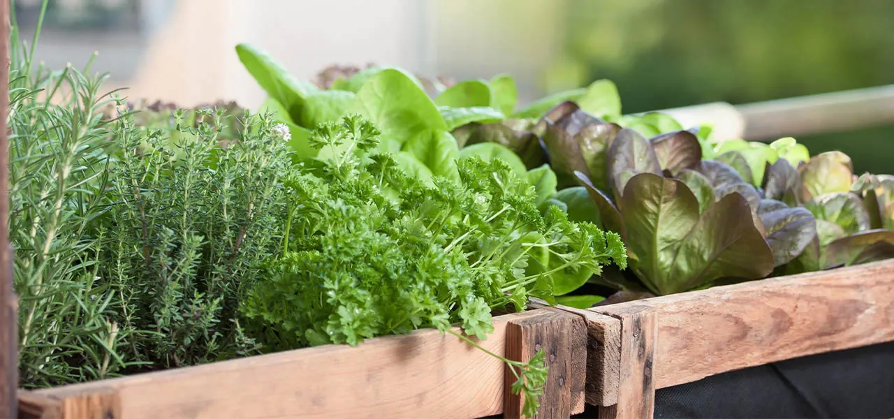 Vypěstujte si na balkóně vlastní zeleninu